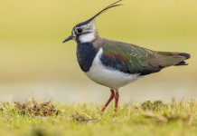 Toscana autorizza caccia alla pavoncella Toscana autorizza caccia alla pavoncella