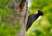 Wwf: «stretta correlazione» tra caccia e bracconaggio Wwf «stretta correlazione» tra caccia e bracconaggio - picchio nero