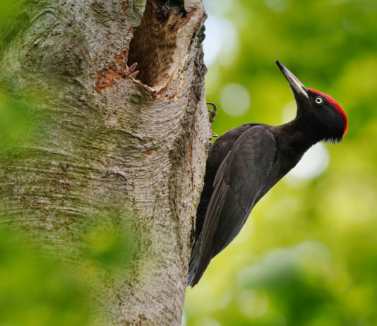 Wwf: «stretta correlazione» tra caccia e bracconaggio Wwf «stretta correlazione» tra caccia e bracconaggio - picchio nero