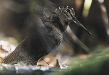È cominciata una nuova stagione di caccia alla beccaccia è cominciata una nuova stagione di caccia alla beccaccia