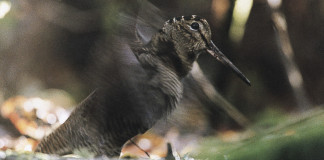 È cominciata una nuova stagione di caccia alla beccaccia è cominciata una nuova stagione di caccia alla beccaccia