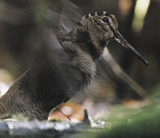È cominciata una nuova stagione di caccia alla beccaccia è cominciata una nuova stagione di caccia alla beccaccia