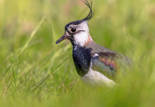 Al via la caccia alla pavoncella in Toscana Al via la caccia alla pavoncella in Toscana