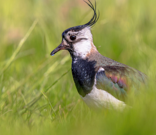 Al via la caccia alla pavoncella in Toscana Al via la caccia alla pavoncella in Toscana