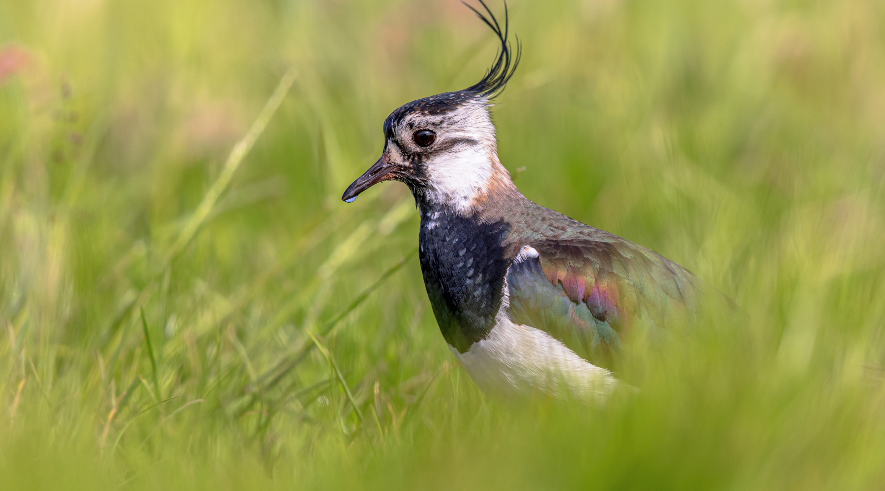 Al via la caccia alla pavoncella in Toscana Al via la caccia alla pavoncella in Toscana