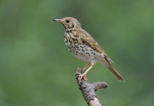 Ambientalisti chiedono di ritirare emendamento su durata della stagione di caccia alla migratoria Ambientalisti chiedono di ritirare emendamento su durata della stagione di caccia alla migratoria - tordo bottaccio