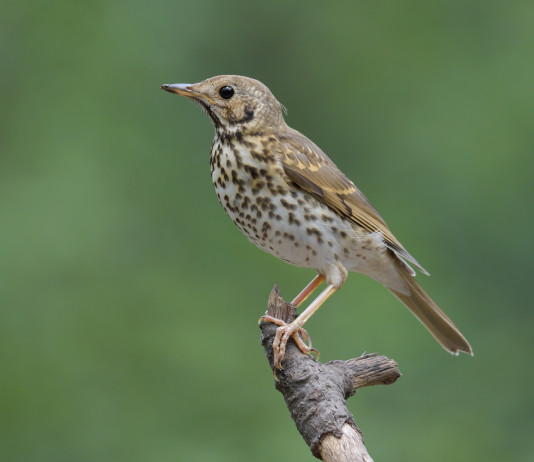 Ambientalisti chiedono di ritirare emendamento su durata della stagione di caccia alla migratoria Ambientalisti chiedono di ritirare emendamento su durata della stagione di caccia alla migratoria - tordo bottaccio