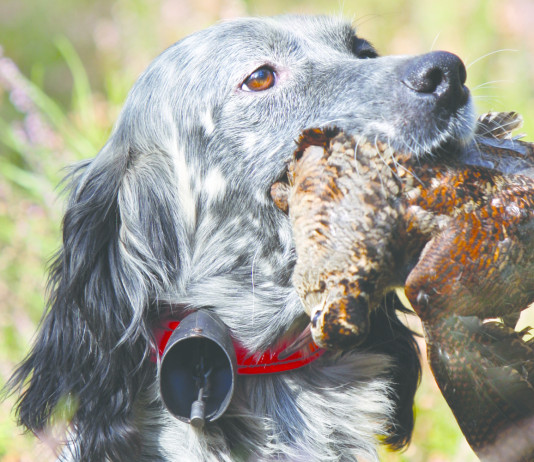 Caccia Magazine dicembre 2025 in edicola e nello shop online Caccia Magazine dicembre 2025 contenuti argomenti