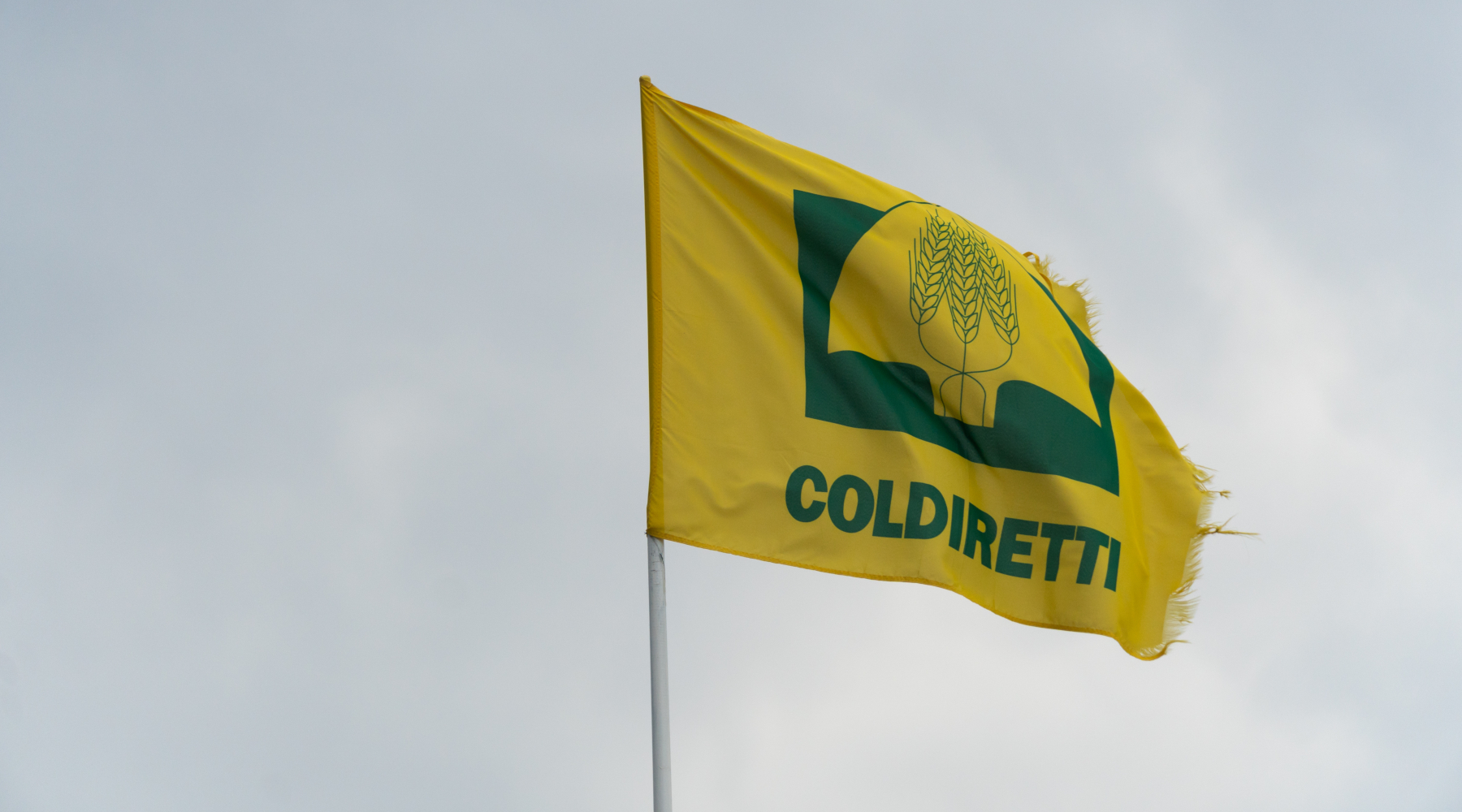 Coldiretti Toscana la peste suina africana va combattuta meglio Coldiretti Toscana la peste suina africana va combattuta meglio - bandiera coldiretti