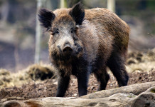 Conclusa l’emergenza peste suina africana in Campania e in Basilicata Conclusa l’emergenza peste suina africana in Campania e in Basilicata - cinghiale