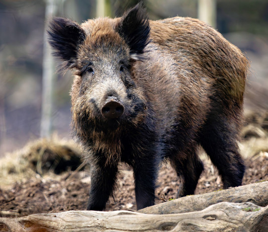 Conclusa l’emergenza peste suina africana in Campania e in Basilicata Conclusa l’emergenza peste suina africana in Campania e in Basilicata - cinghiale