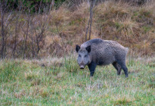 Due Atc il tema delle due lettere che l’Arcicaccia ha inviato alla Regione Abruzzo Due Atc il tema delle due lettere che l’Arcicaccia ha inviato alla Regione Abruzzo - cinghiale