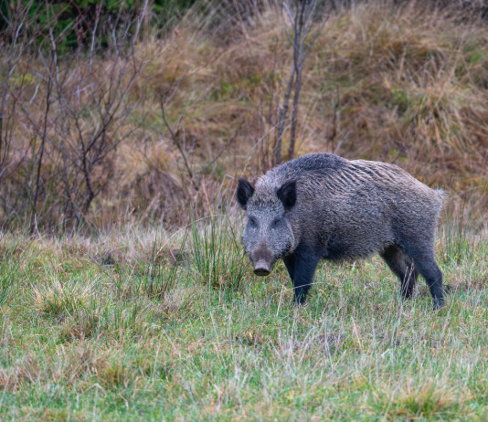 Due Atc il tema delle due lettere che l’Arcicaccia ha inviato alla Regione Abruzzo Due Atc il tema delle due lettere che l’Arcicaccia ha inviato alla Regione Abruzzo - cinghiale