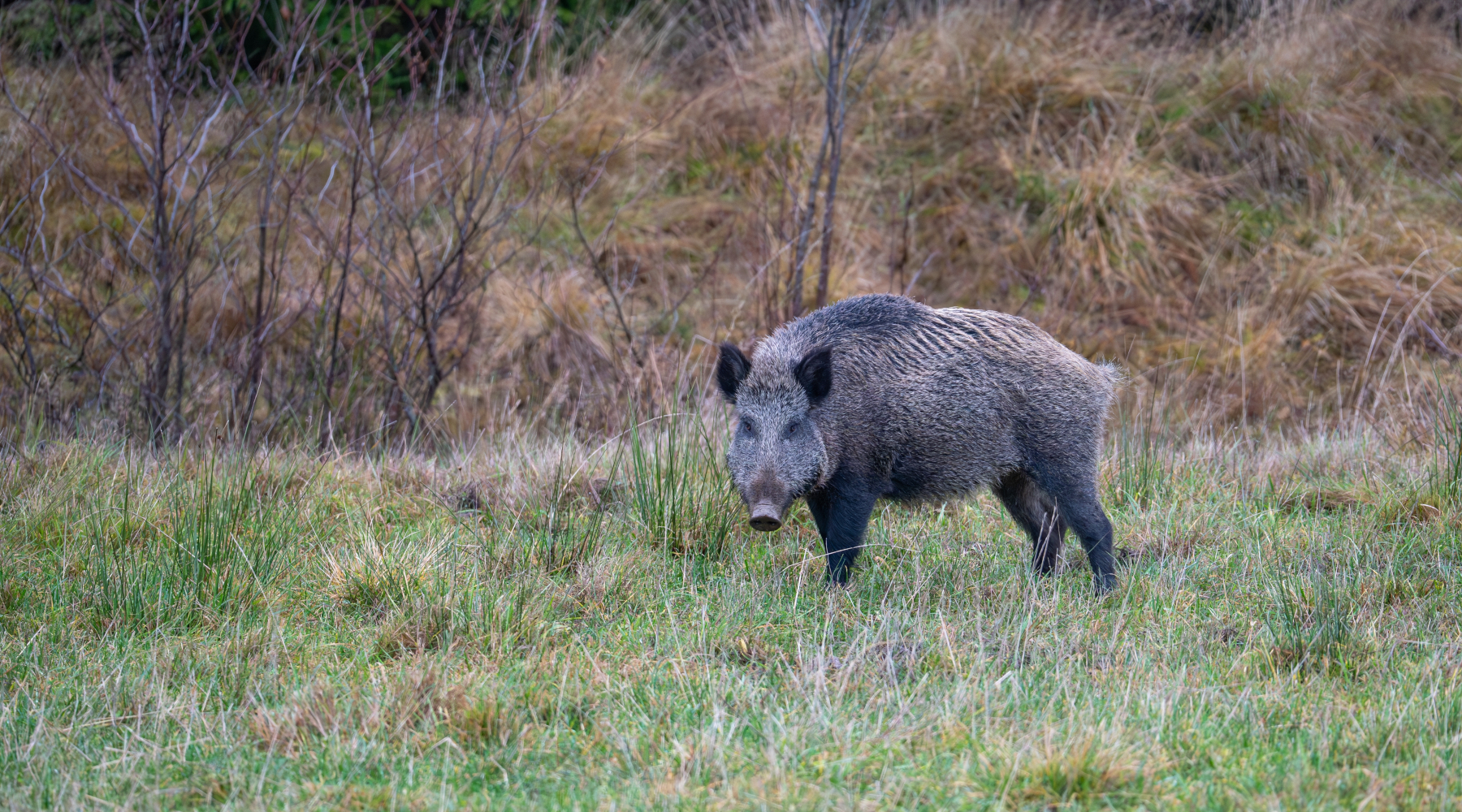 Due Atc il tema delle due lettere che l’Arcicaccia ha inviato alla Regione Abruzzo Due Atc il tema delle due lettere che l’Arcicaccia ha inviato alla Regione Abruzzo - cinghiale