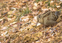 Emendamento della Lega sulla durata della stagione di caccia Emendamento della Lega sulla durata della stagione di caccia - beccaccia tra foglie autunnali