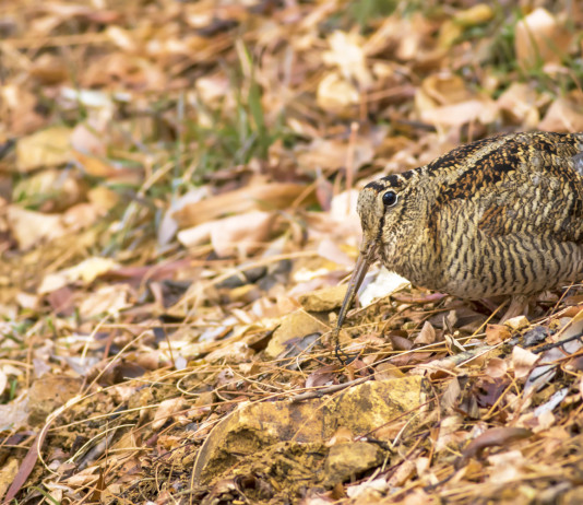 Emendamento della Lega sulla durata della stagione di caccia Emendamento della Lega sulla durata della stagione di caccia - beccaccia tra foglie autunnali