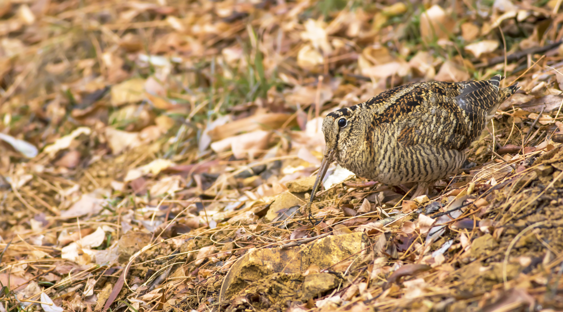 Emendamento della Lega sulla durata della stagione di caccia Emendamento della Lega sulla durata della stagione di caccia - beccaccia tra foglie autunnali