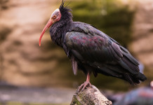 Federcaccia parte civile nel processo per bracconaggio di un ibis eremita Federcaccia parte civile nel processo per bracconaggio di un ibis eremita