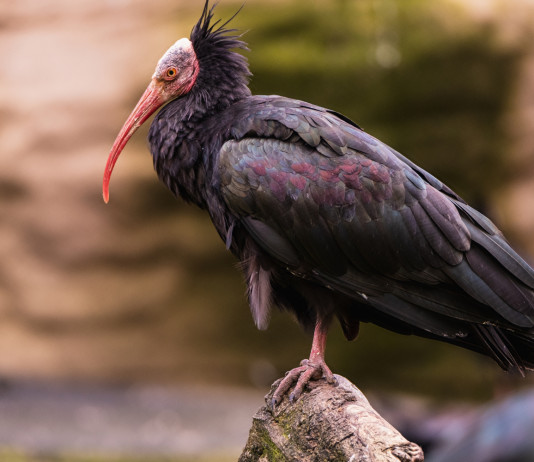 Federcaccia parte civile nel processo per bracconaggio di un ibis eremita Federcaccia parte civile nel processo per bracconaggio di un ibis eremita