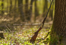 Fondazione Capellino istituisce una commissione tecnica sulla riforma della legge sulla caccia Fondazione Capellino istituisce una commissione tecnica sulla riforma della legge sulla caccia - fucile appoggiato ad albero