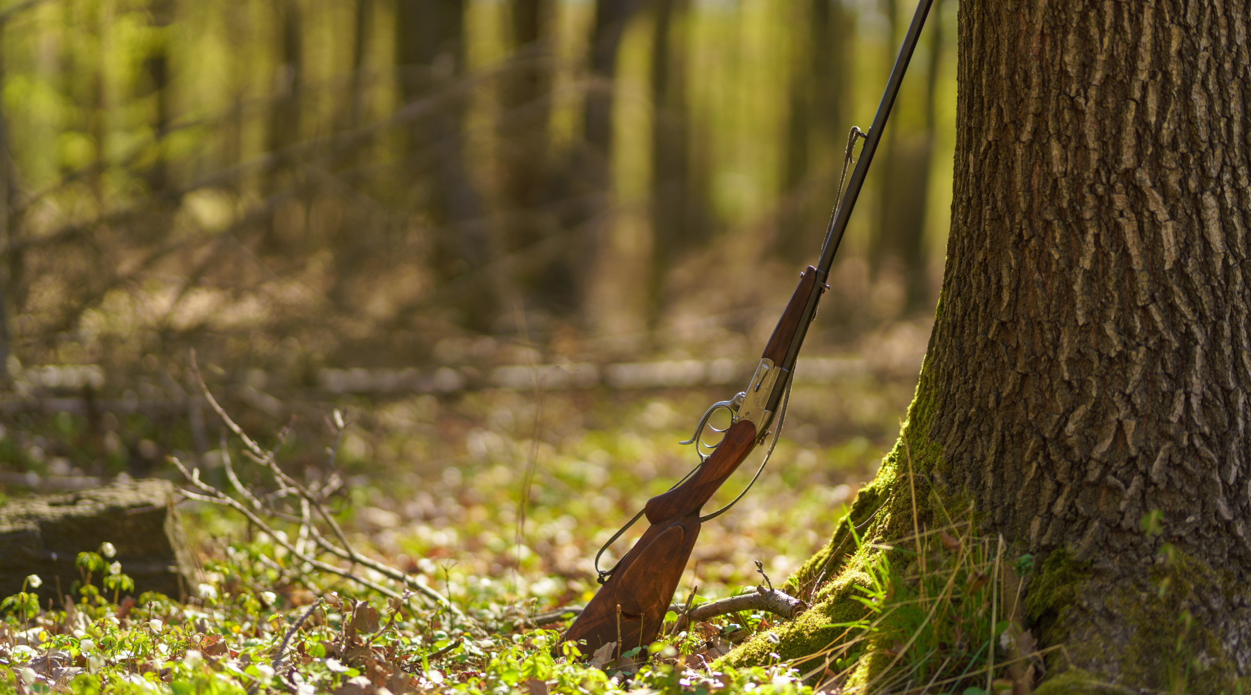 Fondazione Capellino istituisce una commissione tecnica sulla riforma della legge sulla caccia Fondazione Capellino istituisce una commissione tecnica sulla riforma della legge sulla caccia - fucile appoggiato ad albero