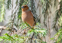 Il Wwf contro la Lombardia: «Esempio negativo» nella lotta al bracconaggio Il Wwf contro la Lombardia «Esempio negativo» nella lotta al bracconaggio