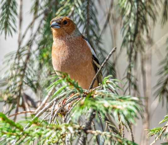 Il Wwf contro la Lombardia: «Esempio negativo» nella lotta al bracconaggio Il Wwf contro la Lombardia «Esempio negativo» nella lotta al bracconaggio