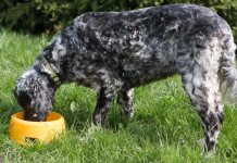 Zipponi (Fondazione Una) scrive ai cacciatori sull’acquisto di cibo per cani Zipponi (Fondazione Una) scrive ai cacciatori sull’acquisto di cibo per cani