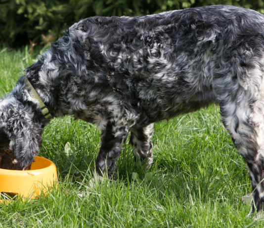 Zipponi (Fondazione Una) scrive ai cacciatori sull’acquisto di cibo per cani Zipponi (Fondazione Una) scrive ai cacciatori sull’acquisto di cibo per cani