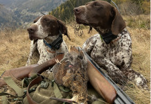 Beccacce che Passione: in edicola il primo numero del 2026 Beccacce che Passione in edicola il primo numero del 2026 - due cani con beccaccia