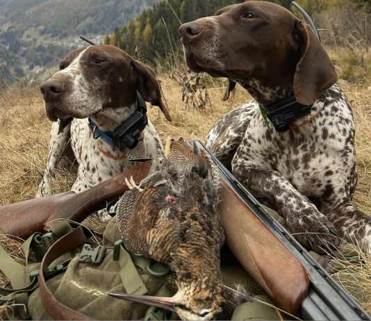 Beccacce che Passione: in edicola il primo numero del 2026 Beccacce che Passione in edicola il primo numero del 2026 - due cani con beccaccia