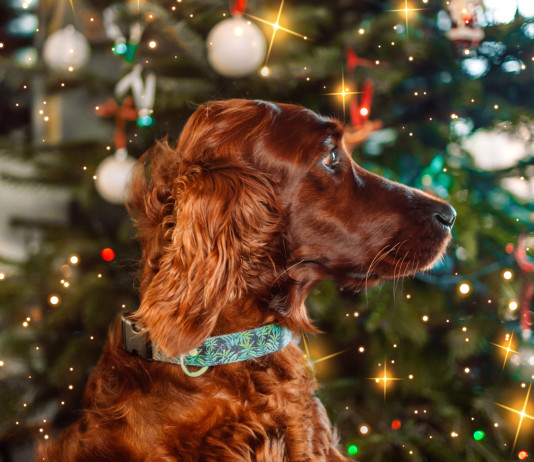 Buon 2026 da Caccia Magazine Buon 2026 da Caccia Magazine