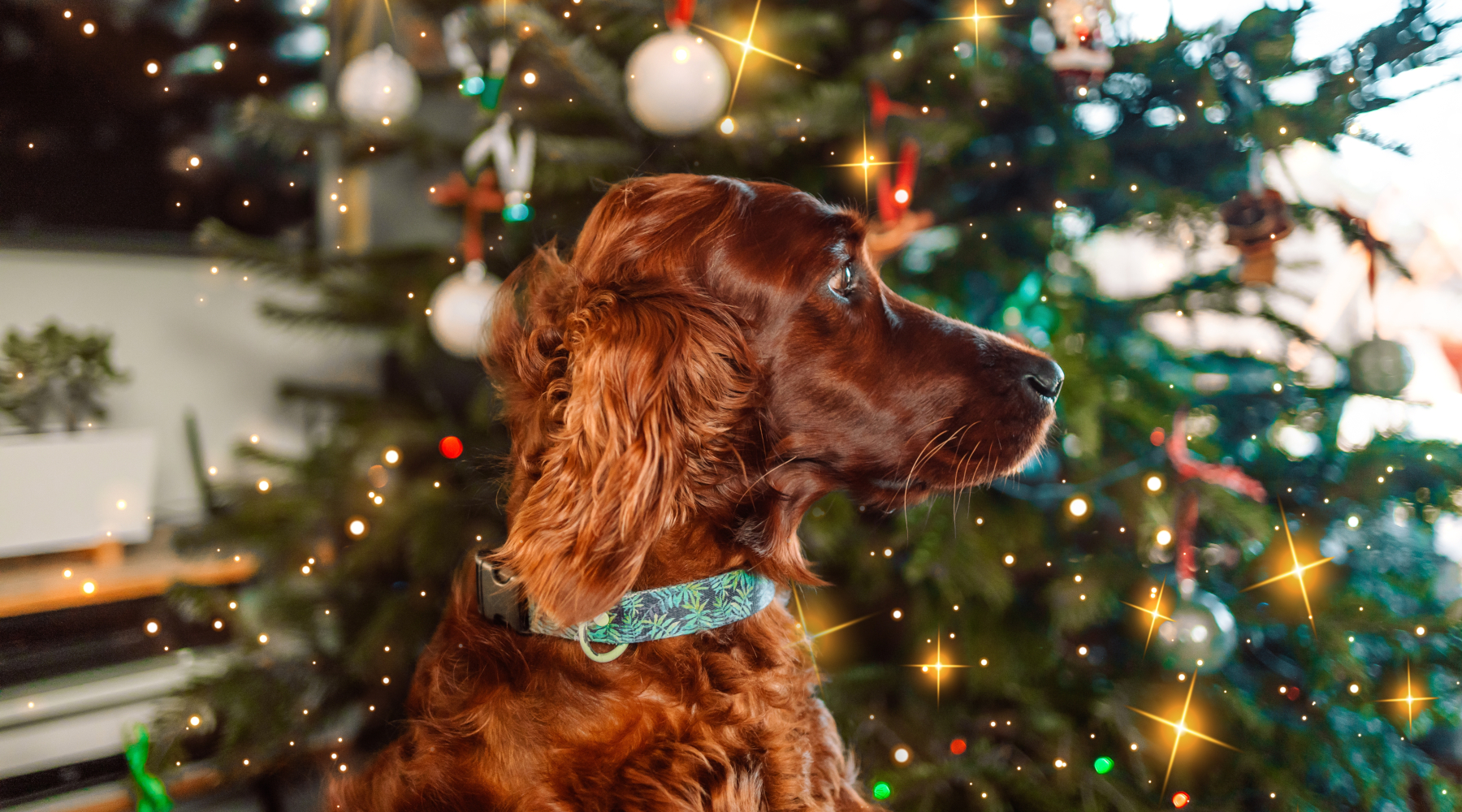 Buon 2026 da Caccia Magazine Buon 2026 da Caccia Magazine