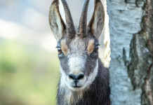 Caccia Magazine gennaio 2026 in edicola e online Caccia Magazine gennaio 2026 in edicola e online - camoscio