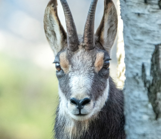 Caccia Magazine gennaio 2026 in edicola e online Caccia Magazine gennaio 2026 in edicola e online - camoscio