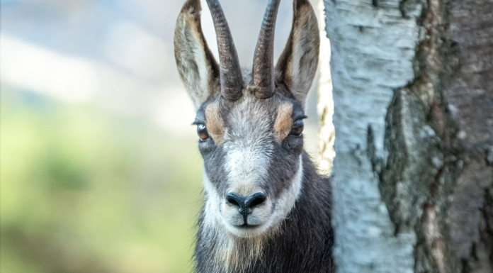 Caccia Magazine gennaio 2026 in edicola e online Caccia Magazine gennaio 2026 in edicola e online - camoscio