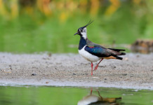 Caccia alla pavoncella, associazioni venatorie scrivono a Regione Toscana Caccia alla pavoncella, associazioni venatorie scrivono a Regione Toscana