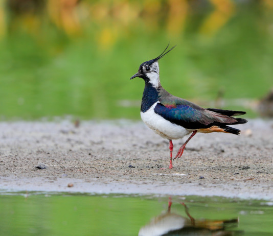 Caccia alla pavoncella, associazioni venatorie scrivono a Regione Toscana Caccia alla pavoncella, associazioni venatorie scrivono a Regione Toscana
