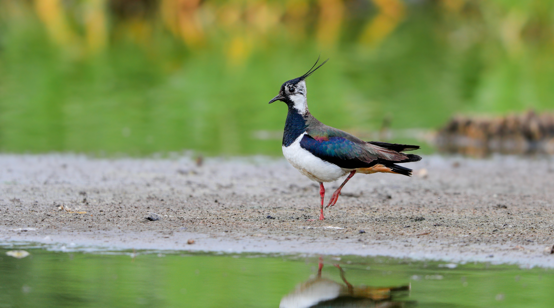 Caccia alla pavoncella, associazioni venatorie scrivono a Regione Toscana Caccia alla pavoncella, associazioni venatorie scrivono a Regione Toscana