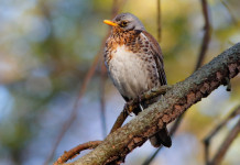 Consiglio di Stato rinvia decisione su valichi montani in Lombardia Consiglio di Stato rinvia decisione su valichi montani in Lombardia - cesena (Turdus pilaris)