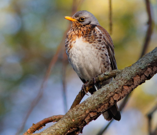 Consiglio di Stato rinvia decisione su valichi montani in Lombardia Consiglio di Stato rinvia decisione su valichi montani in Lombardia - cesena (Turdus pilaris)