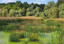 Convegno Fidc a Perugia (e online) sulla Nature restoration law Convegno Fidc a Perugia (e online) sulla Nature restoration law - wetlands