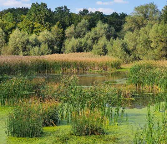 Convegno Fidc a Perugia (e online) sulla Nature restoration law Convegno Fidc a Perugia (e online) sulla Nature restoration law - wetlands
