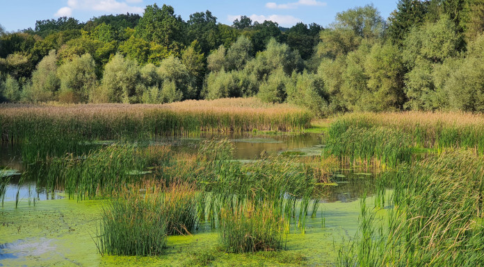Convegno Fidc a Perugia (e online) sulla Nature restoration law Convegno Fidc a Perugia (e online) sulla Nature restoration law - wetlands