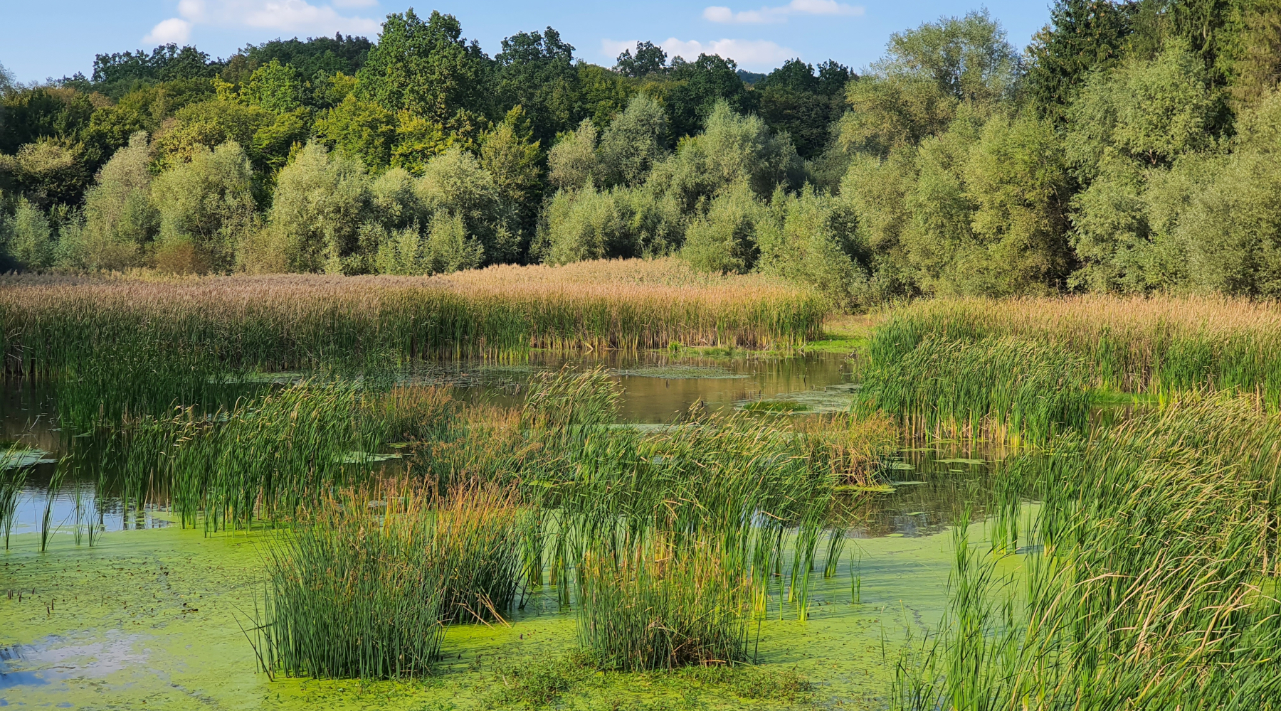 Convegno Fidc a Perugia (e online) sulla Nature restoration law Convegno Fidc a Perugia (e online) sulla Nature restoration law - wetlands