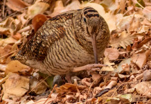 Quando chiude la caccia alla beccaccia nelle diverse regioni italiane? Data chiusura della caccia alla beccaccia 2025 2026
