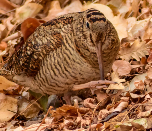 Quando chiude la caccia alla beccaccia nelle diverse regioni italiane? Data chiusura della caccia alla beccaccia 2025 2026
