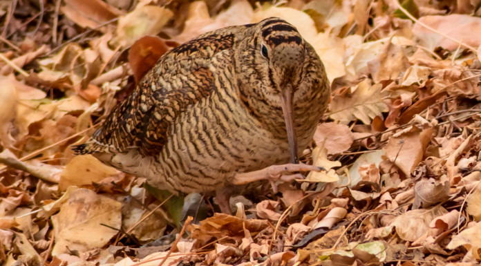 Quando chiude la caccia alla beccaccia nelle diverse regioni italiane? Data chiusura della caccia alla beccaccia 2025 2026