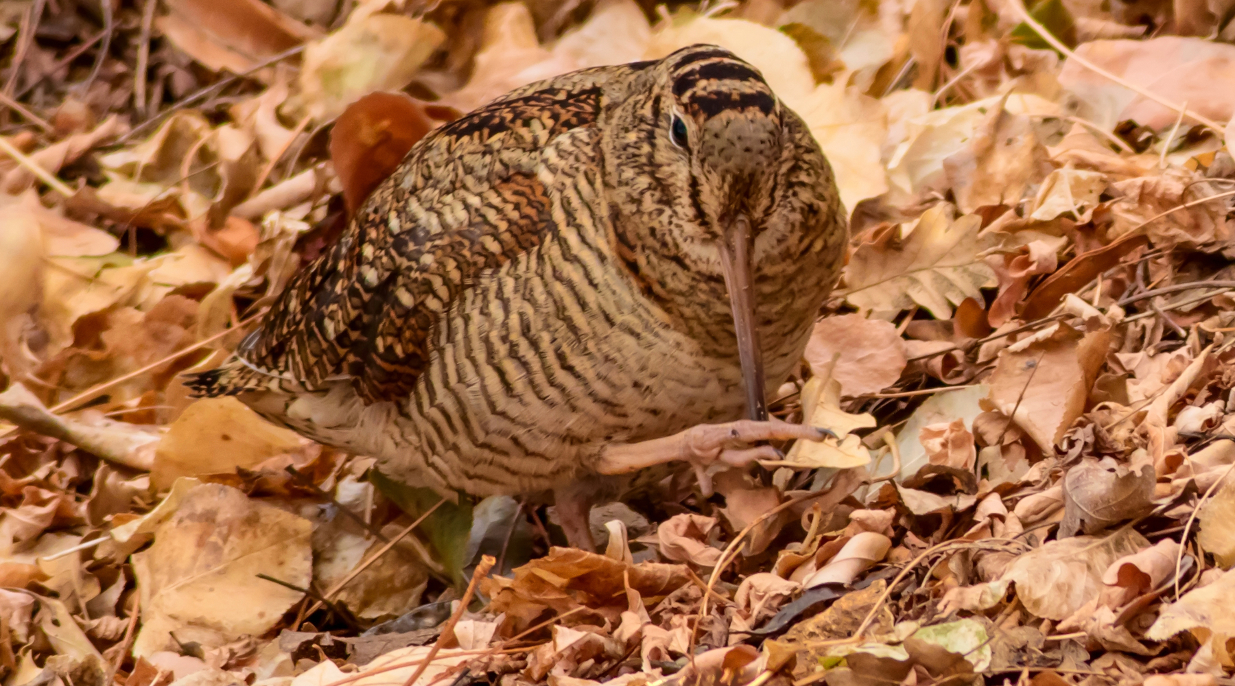 Data chiusura della caccia alla beccaccia 2025 2026 Data chiusura della caccia alla beccaccia 2025 2026