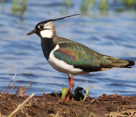 Diffida degli animalisti alla Toscana sulla caccia alla pavoncella Diffida degli animalisti alla Toscana sulla caccia alla pavoncella